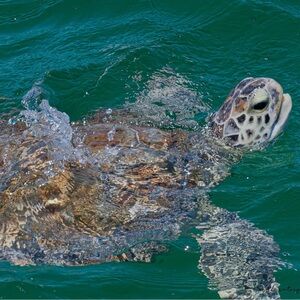 Meet your Posher, Jeannette